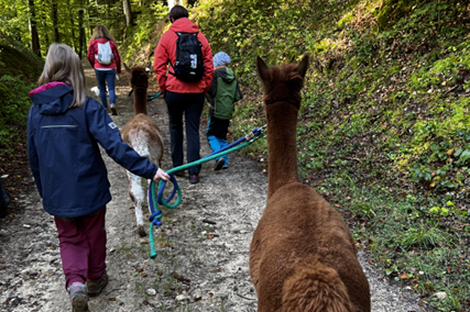 🦙 Alpaga trekking à Koerich – Une expérience nature au Luxembourg