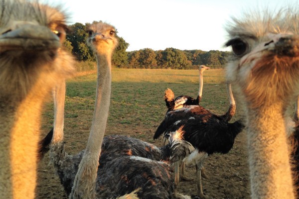 Sorties été 2025 au Luxembourg